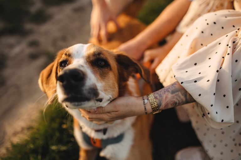 Freja w centrum uwagi – sesja ciążowa Katowice z pupilem